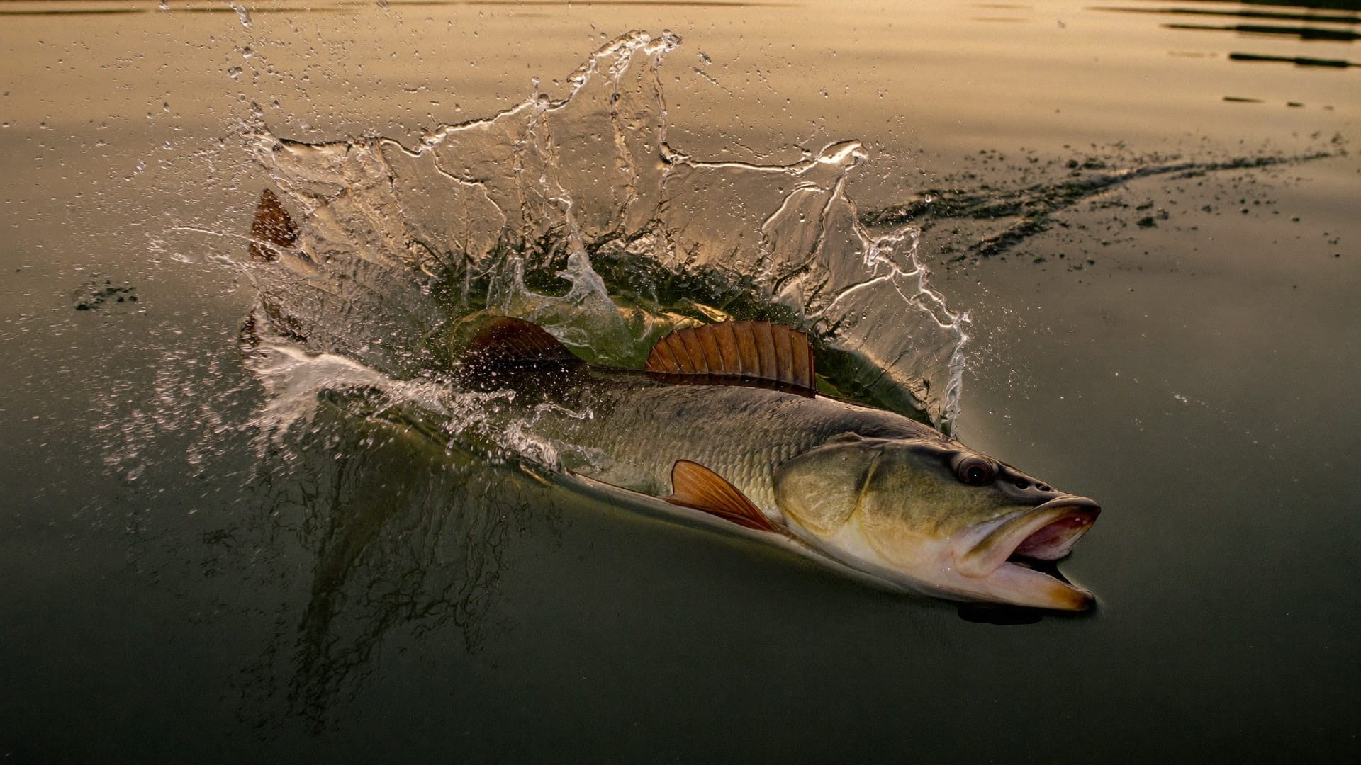 Largemouth bass striking a topwater lure at dawn