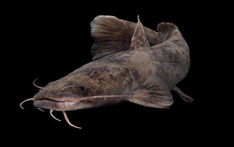Flathead catfish against a black background