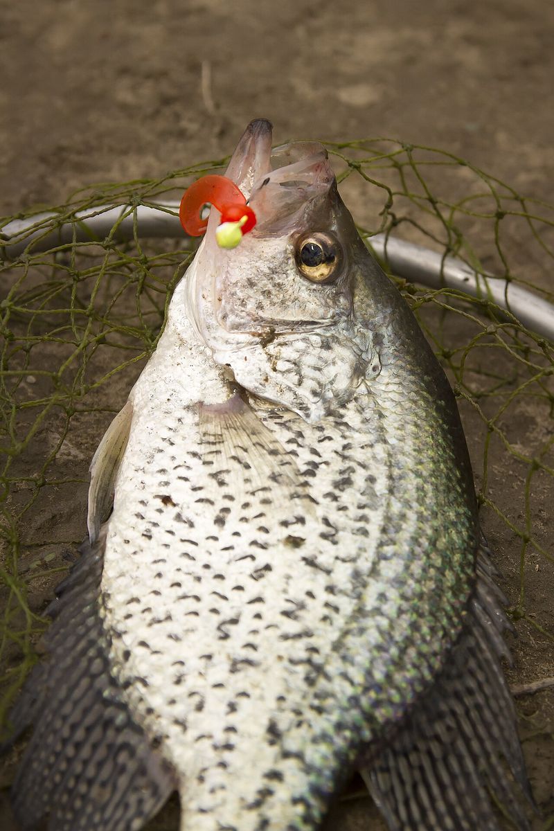 Black crappie in a landing net