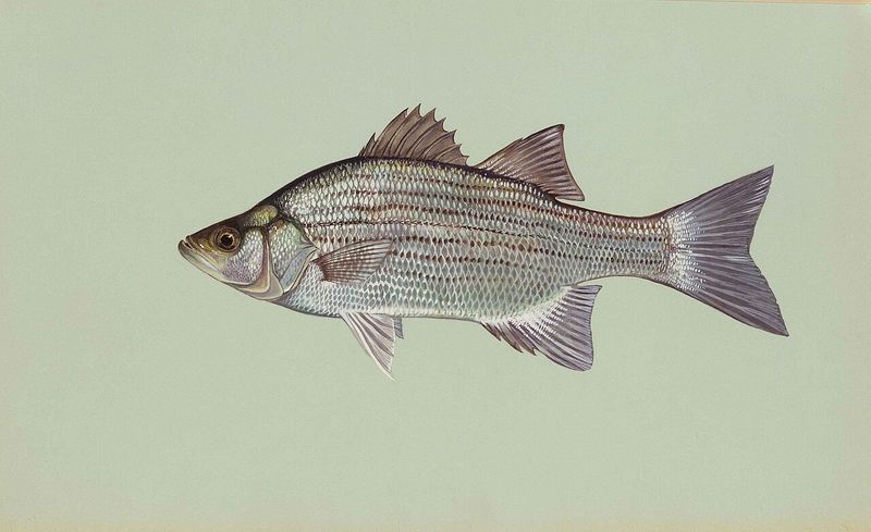 White bass illustration by Duane Raver, USFWS